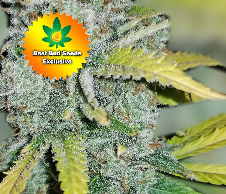 Blue Dream Seeds for Sale Online | Best Bud Seeds