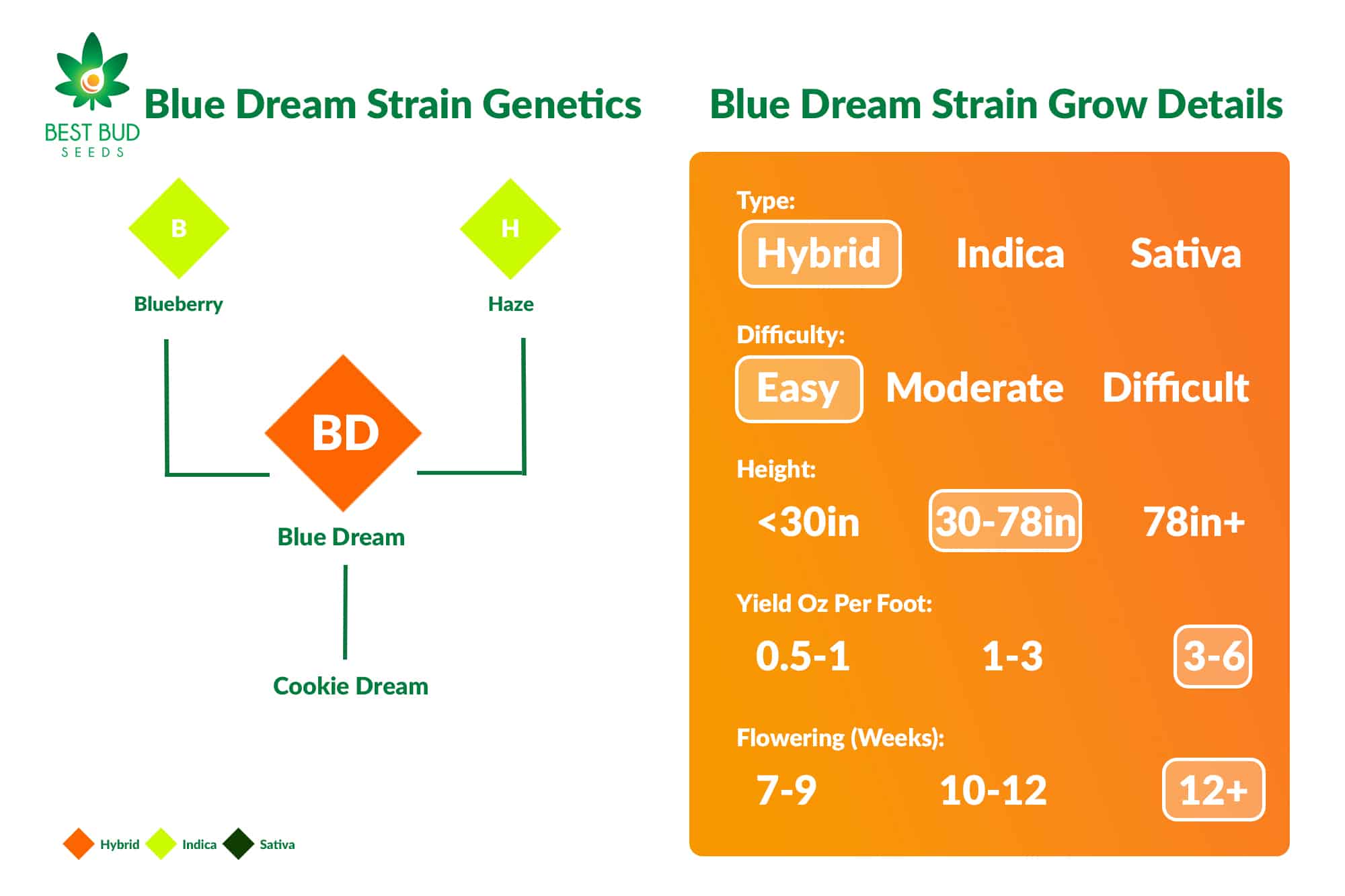 Blue Dream Strain Genetics & Grow Details Best Bud Seeds Online Seed Bank