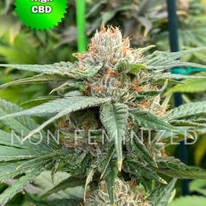 CBD Cherry Non Feminized Best Bud Seeds Marijuana Seeds Online scaled 2 2 | Best Bud Seeds
