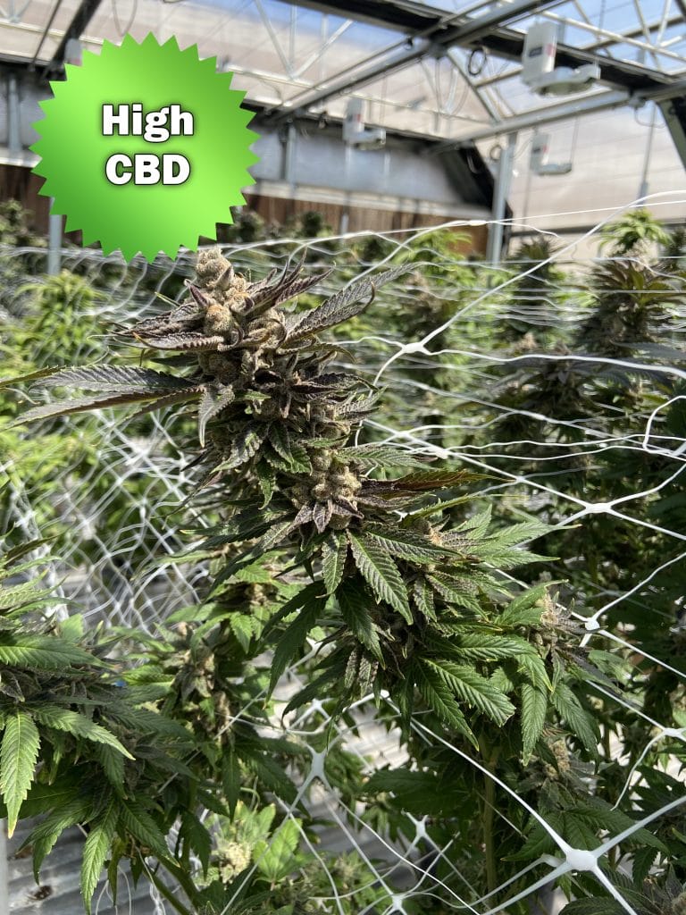 CBD Sour Seeds