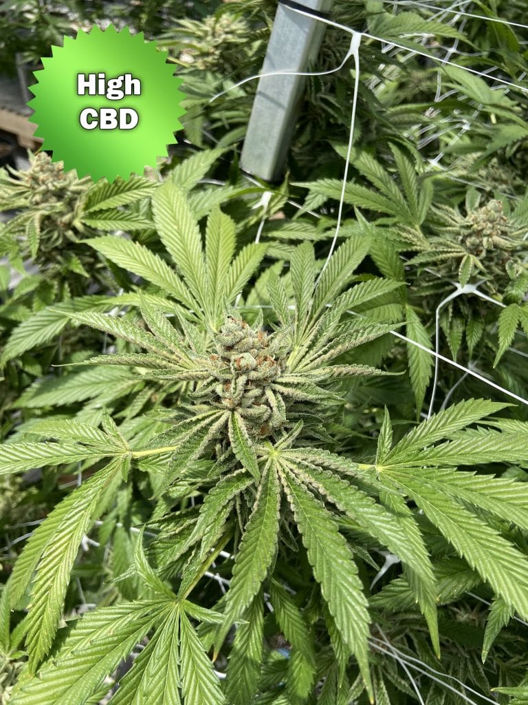 CBD Spectrum Seeds