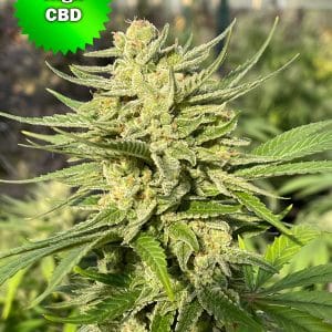 CBD Spectrum Best Bud Seeds Marijuana Seeds Online | Best Bud Seeds