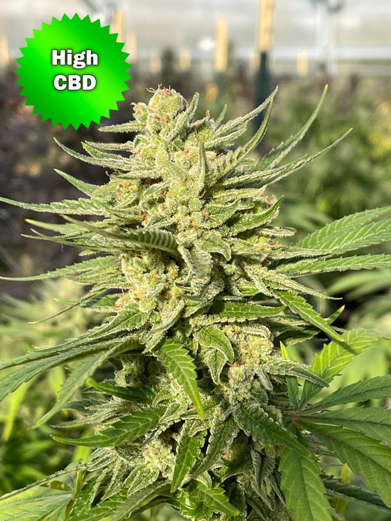 CBD Spectrum Marijuana Seeds | Best Bud Seeds