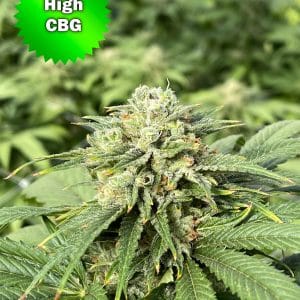 CBG Sour Best Bud Seeds Marijuana Seeds Online | Best Bud Seeds