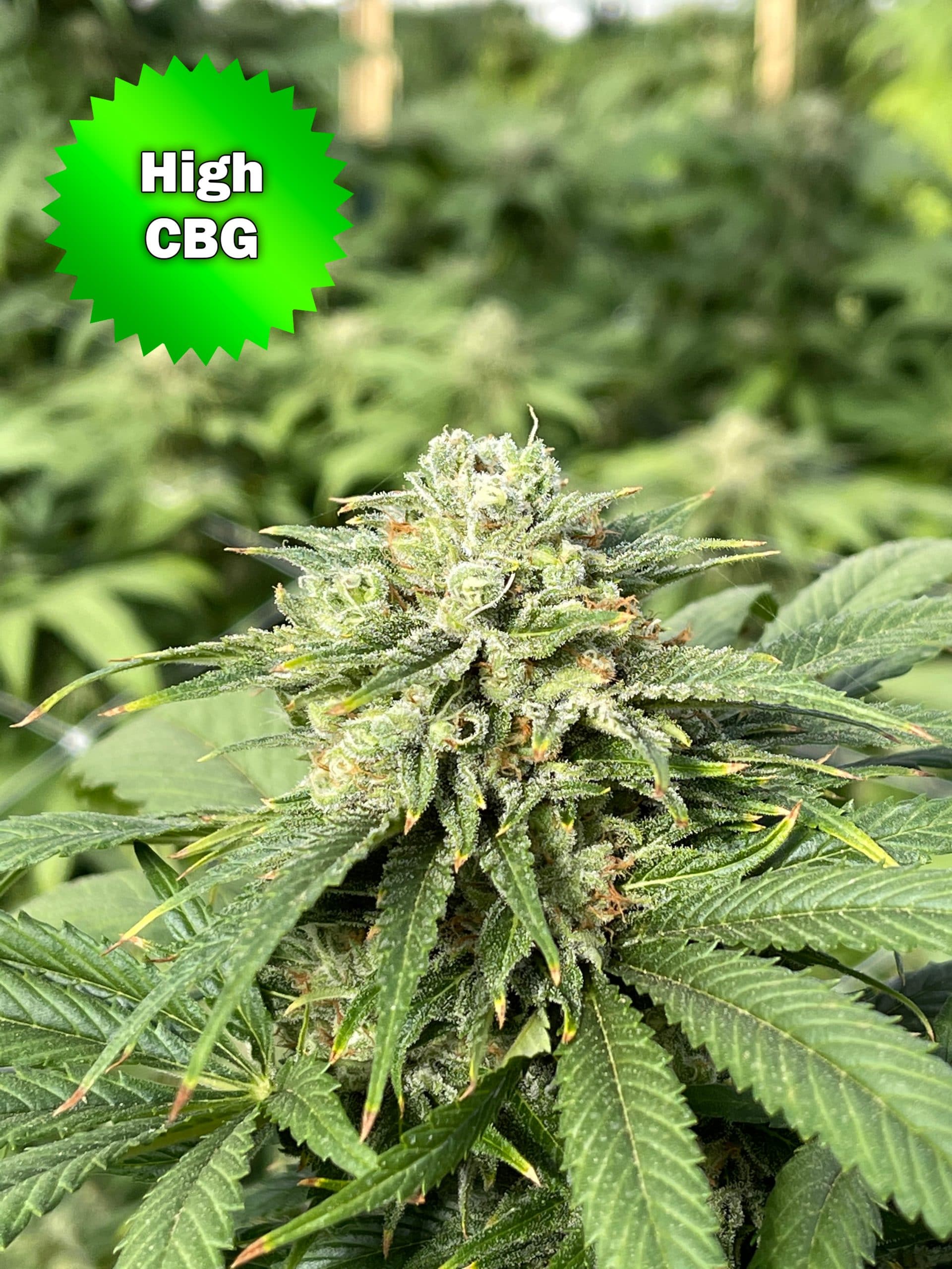 Featured image for “CBG Sour”