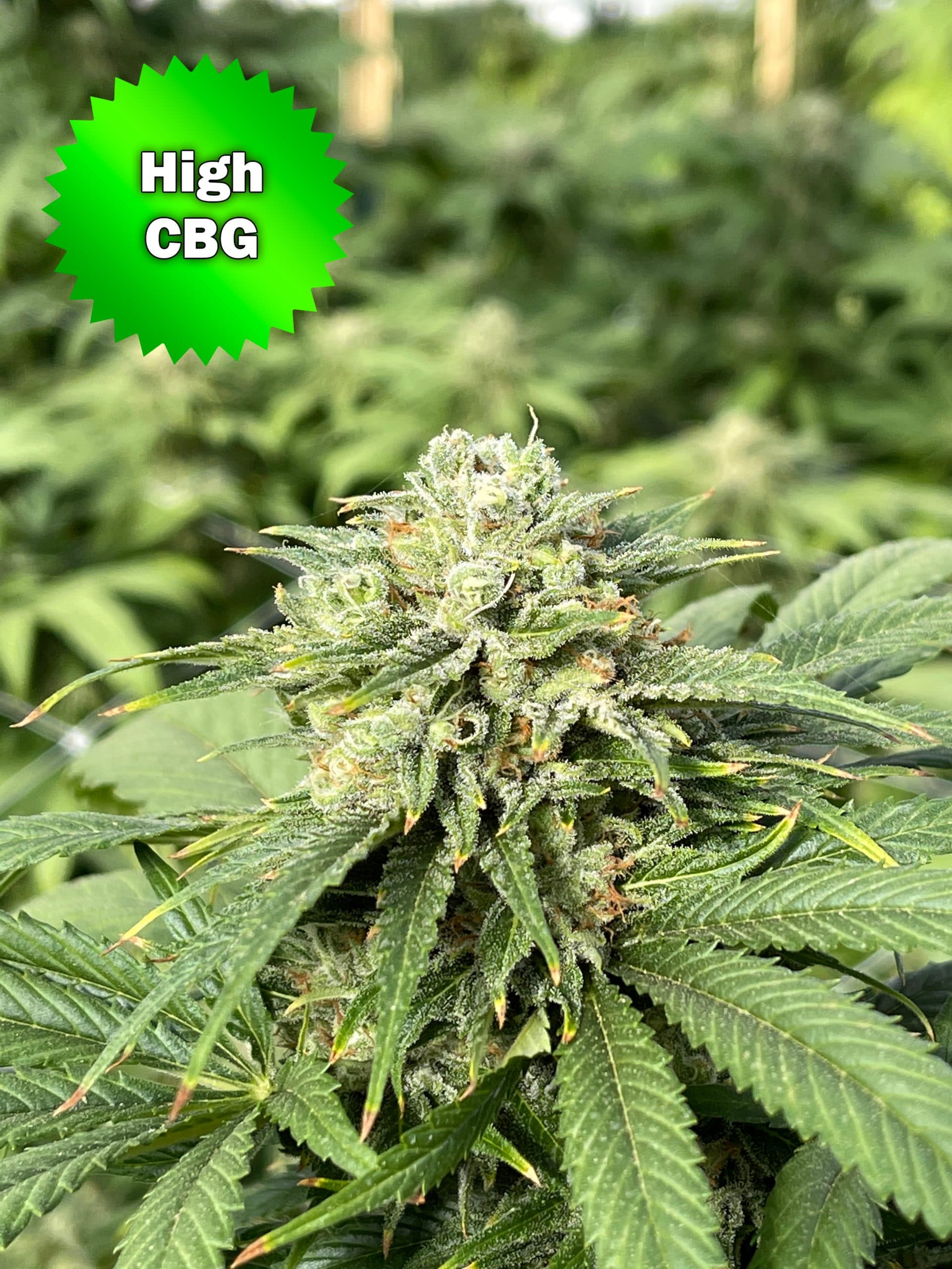 High CBG Cannabis Seeds For Sale Online | Best Bud Seeds