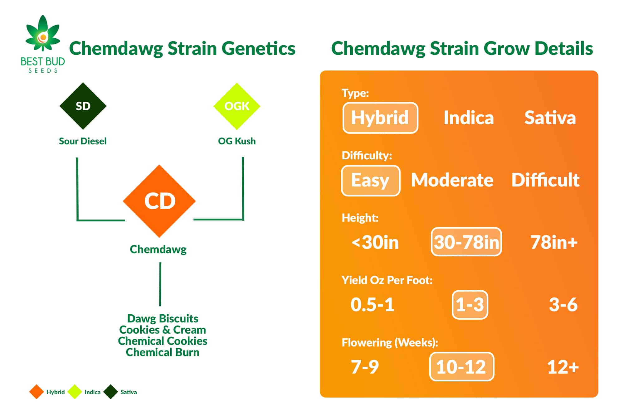 Chemdawg Strain Genetics & Grow Details Best Bud Seeds Online Seed Bank