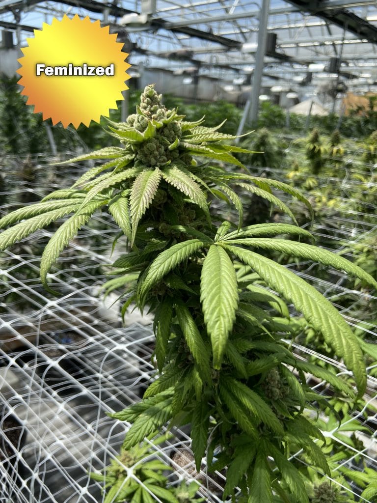 CBD BaOx Feminized Seeds