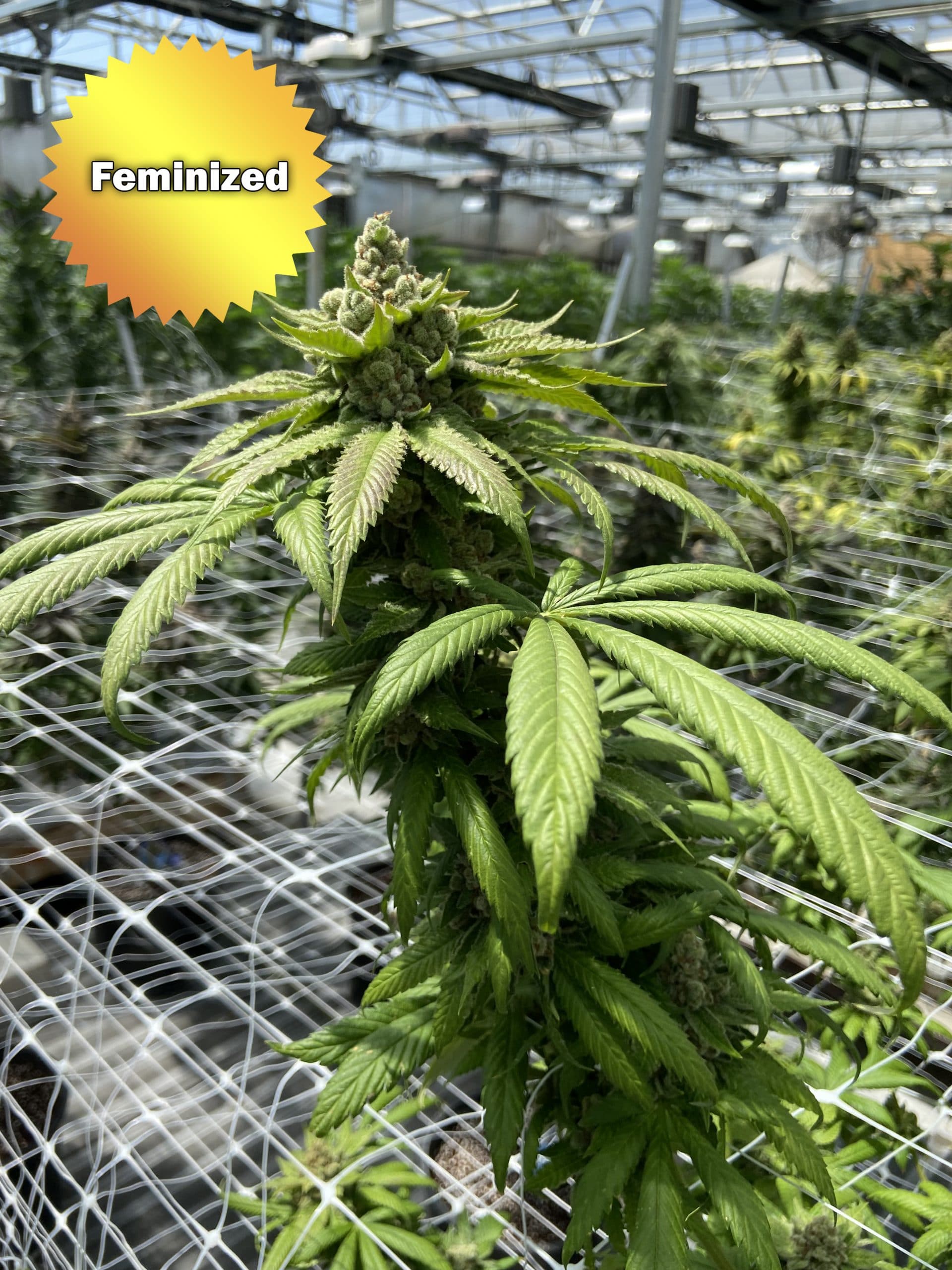 Feminized Cannabis Seeds For Sale Online | Best Bud Seeds