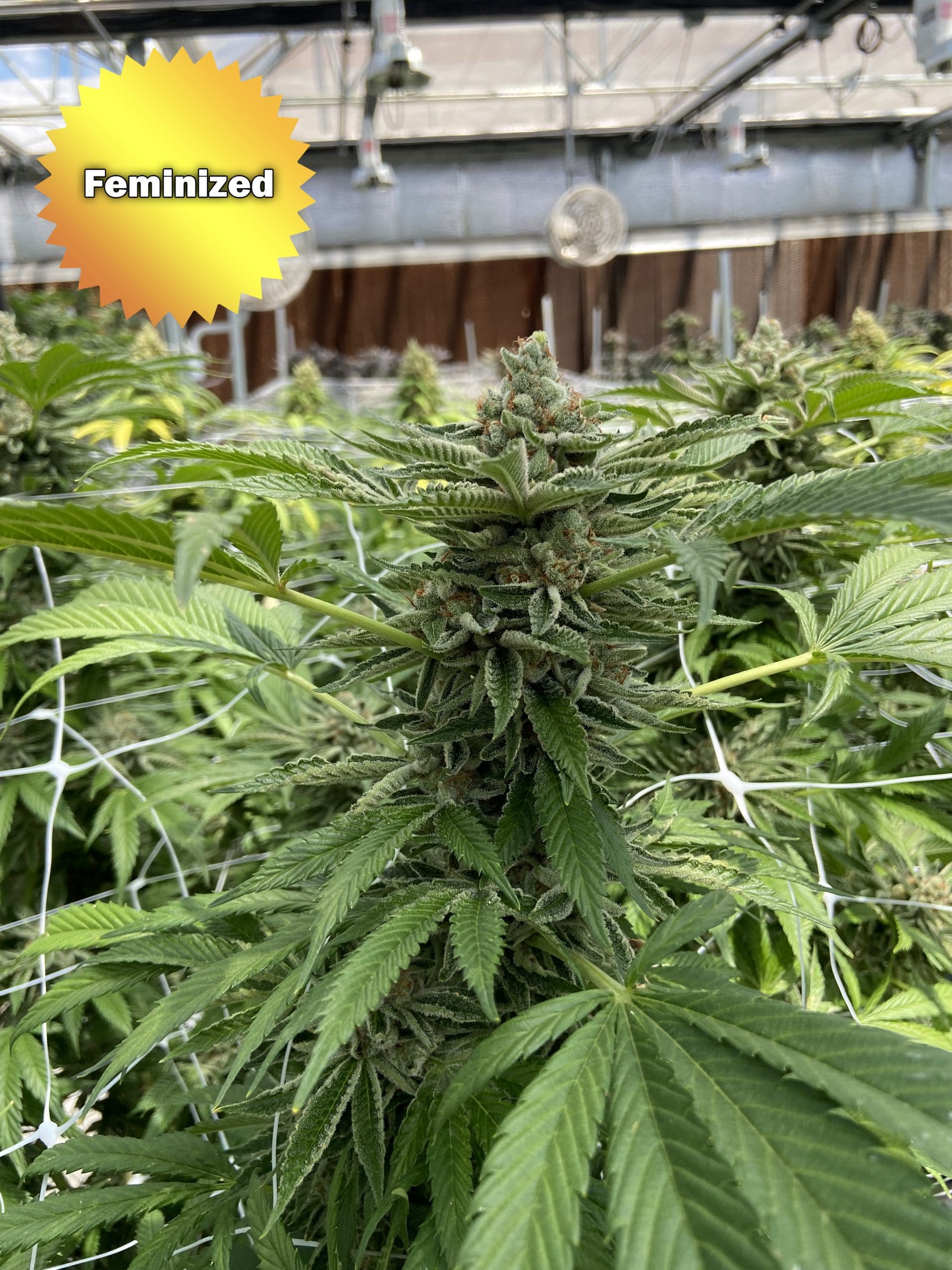 Feminized Cannabis Seeds for Sale Online | Best Bud Seeds