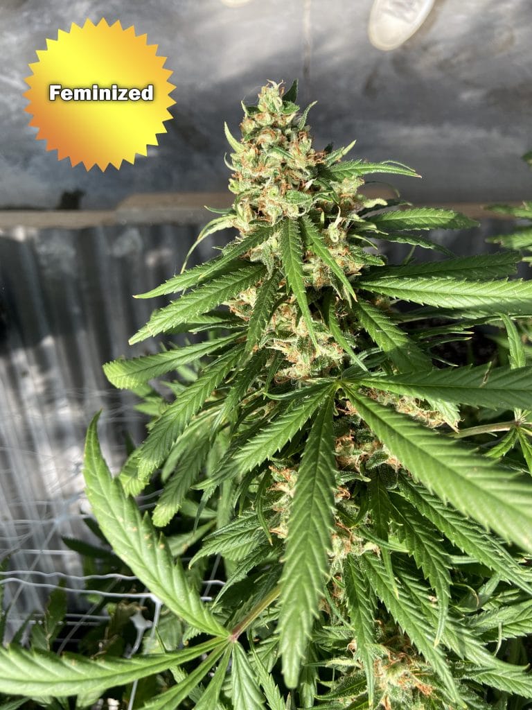 CBD Cherry Feminized Seeds