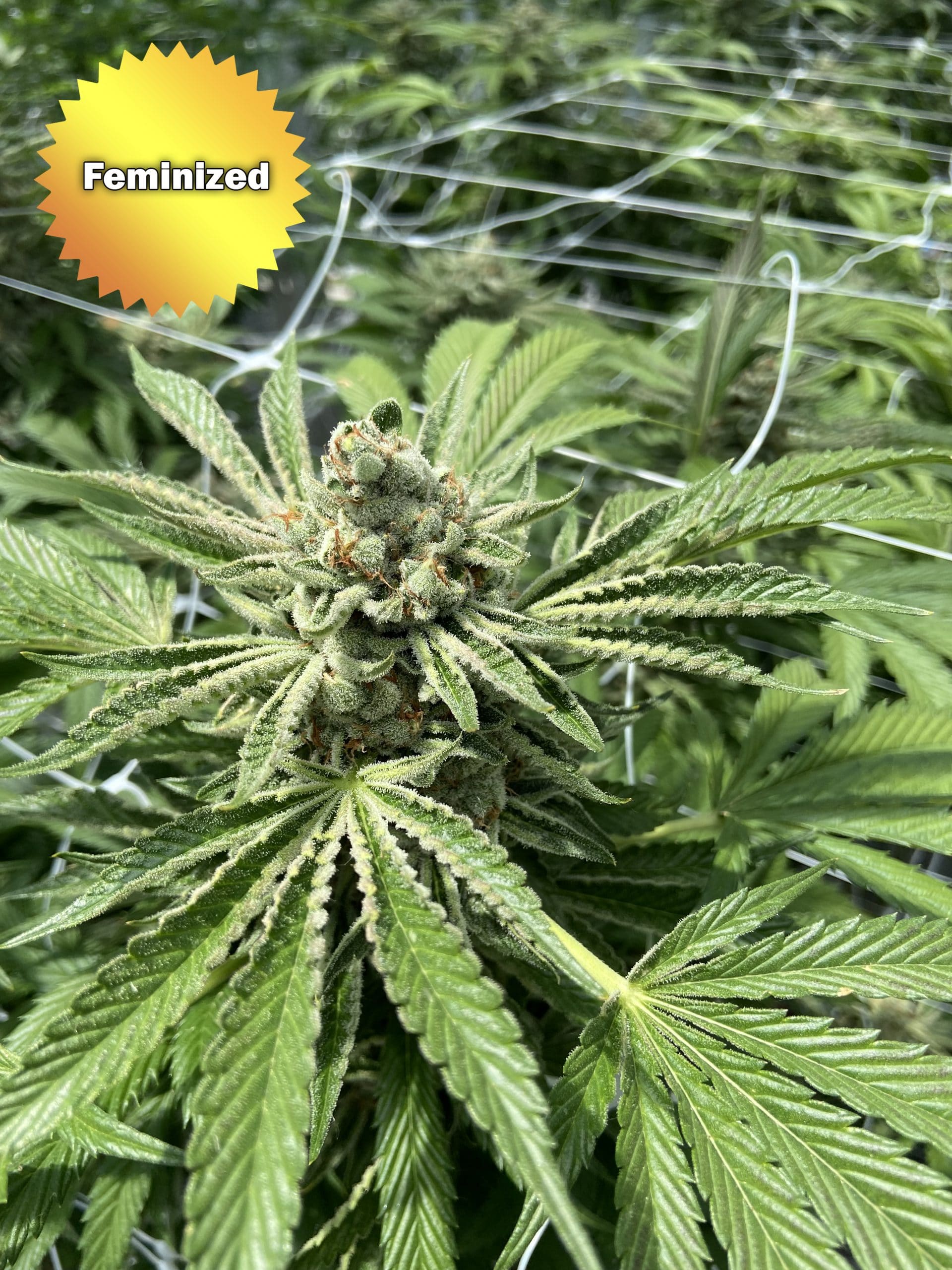 CBD Trainwreck Feminized Marijuana Seeds | Best Bud Seeds