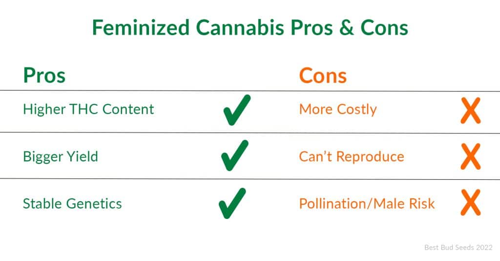 Auto-flowering Vs. Feminized Seeds Best Bud Seed Bank