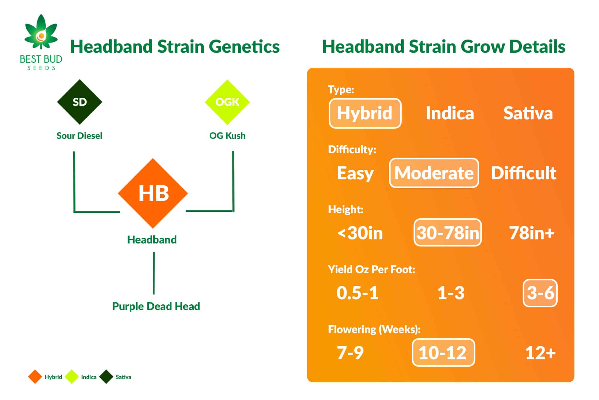 Headband Strain Genetics & Grow Details Best Bud Seeds Online Seed Bank