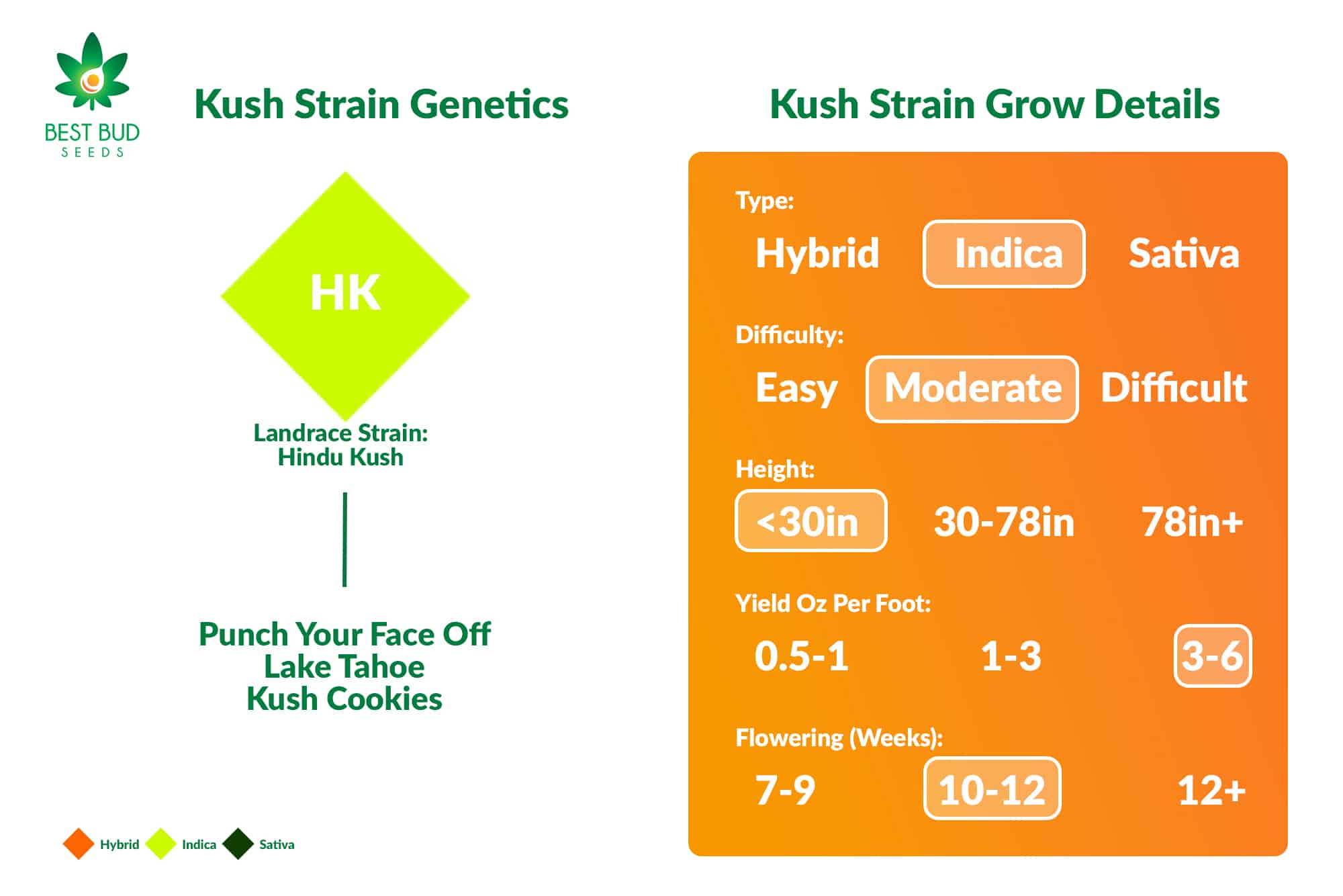 Kush Strain Genetics & Grow Details Best Bud Seeds Online Seed Bank