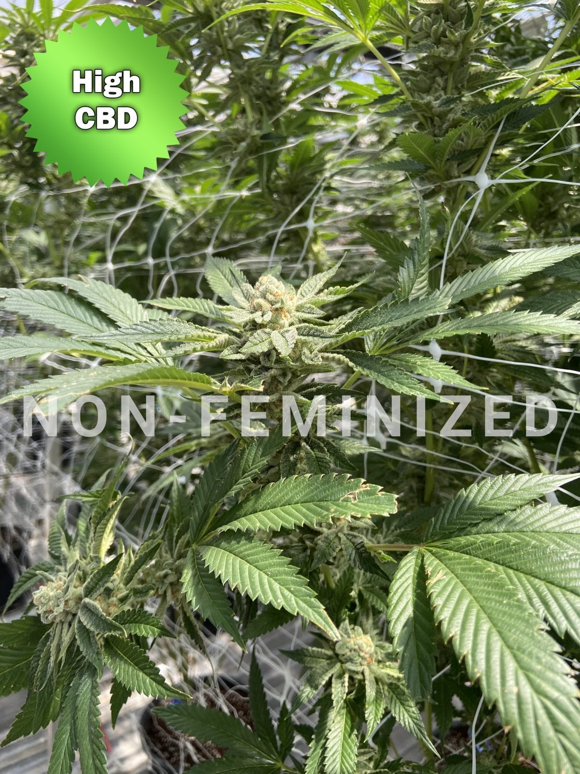 CBD BaOx Non-Feminized Marijuana Seeds | Best Bud Seeds