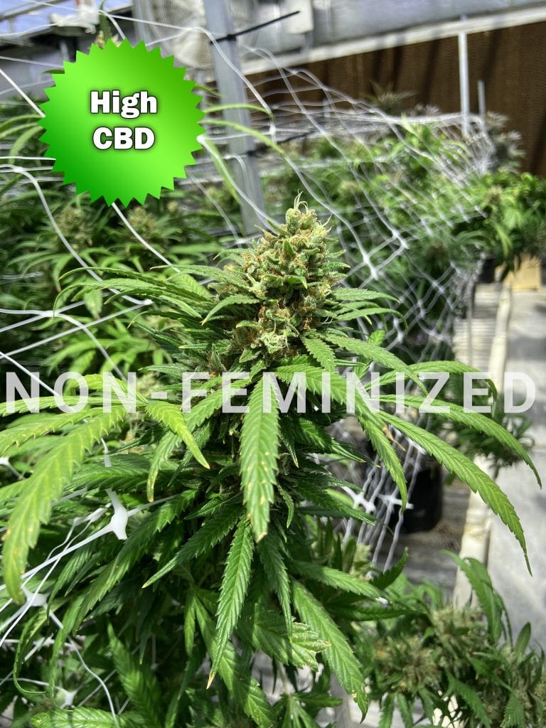 Hemp Seeds & CBD Seeds For Sale Online | Best Bud Seeds