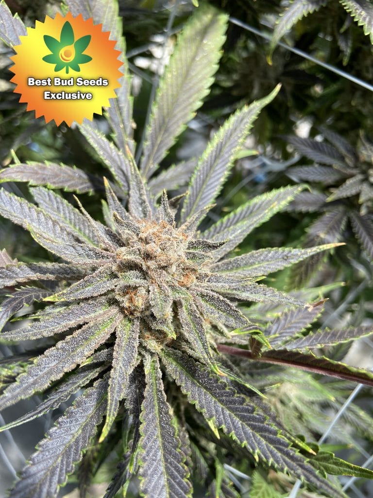 Purple Cookies High THC Purple Cannabis Strain Trending 2021