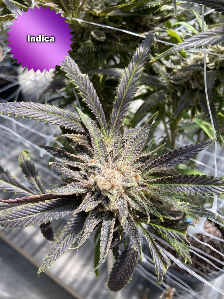 Purple Punch High THC Purple Cannabis Strain Trending 2021