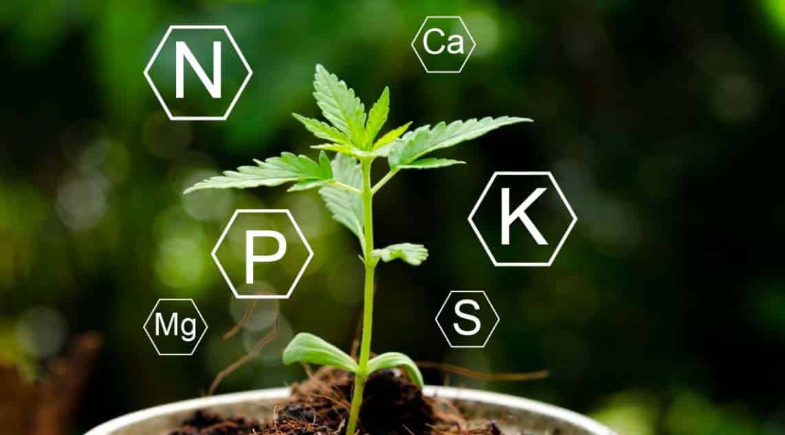 Featured image for “Cannabis Nutrients & Supplies – Planning Your First Indoor Cannabis Grow”