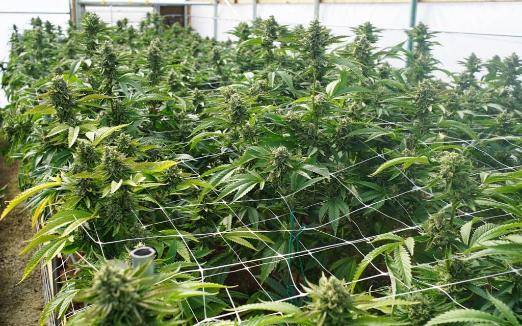 Best Bud Seeds 5 step guide to Scrog your marijuana grow