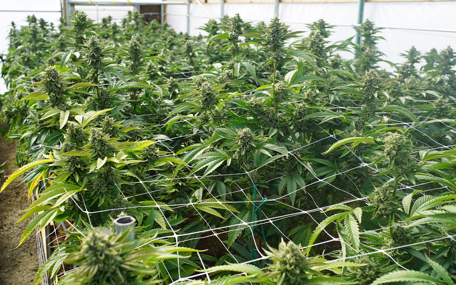 Featured image for “Scrog: 5 Step Guide To Scrog Your Marijuana Grow”