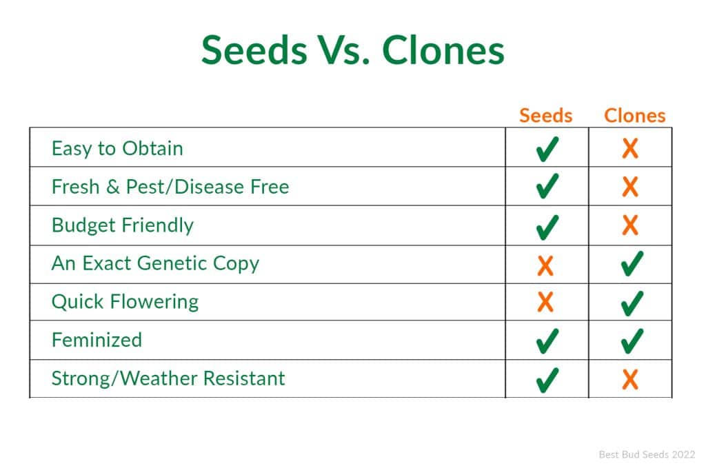 Seeds Vs Clone Best Bud Seeds Online Cannabis Seed Bank