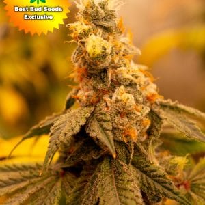Sour Punch Best Bud Seeds Marijuana Seeds Online New | Best Bud Seeds