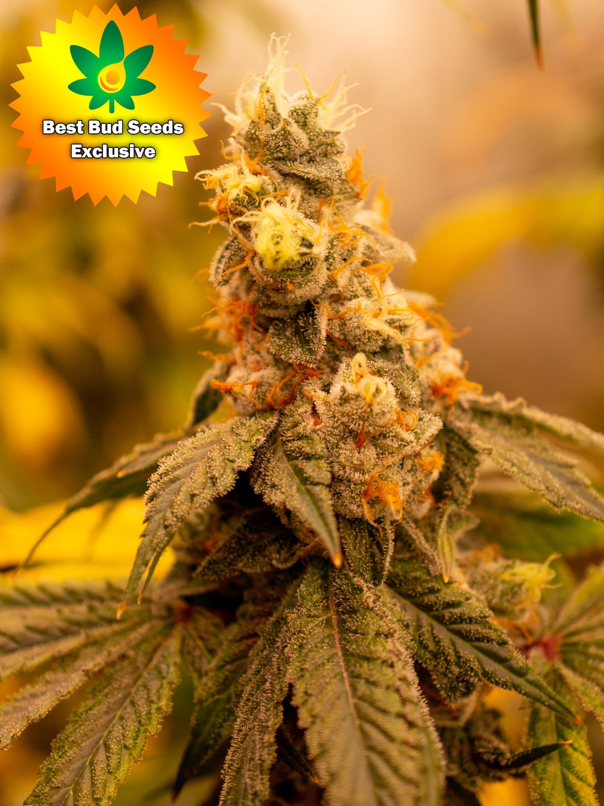 Featured image for “Sour Punch (Sour Diesel X Purple Punch)”