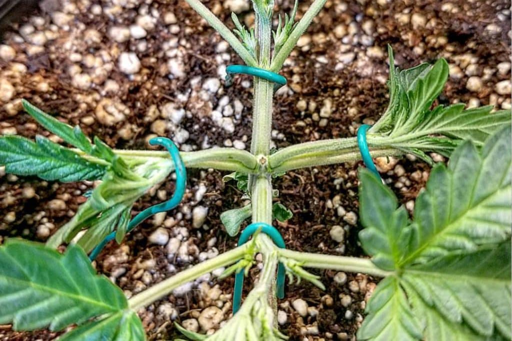 6 steps to super crop marijuana plants