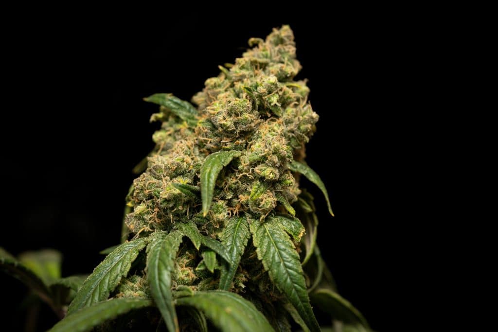 How To Buy Marijuana Seeds Online – Is It Legal? Best Bud Seed Bank Online