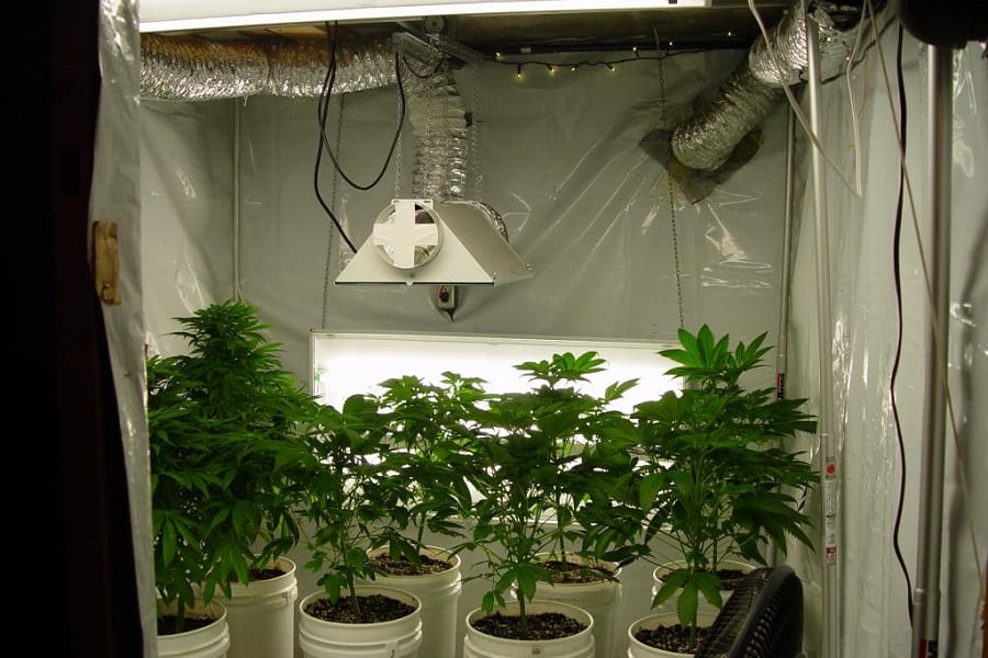 grow room and grow tent ventilation setup for proper | Best Bud Seeds