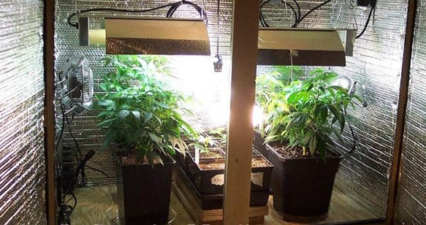 Good grow environment setup example one