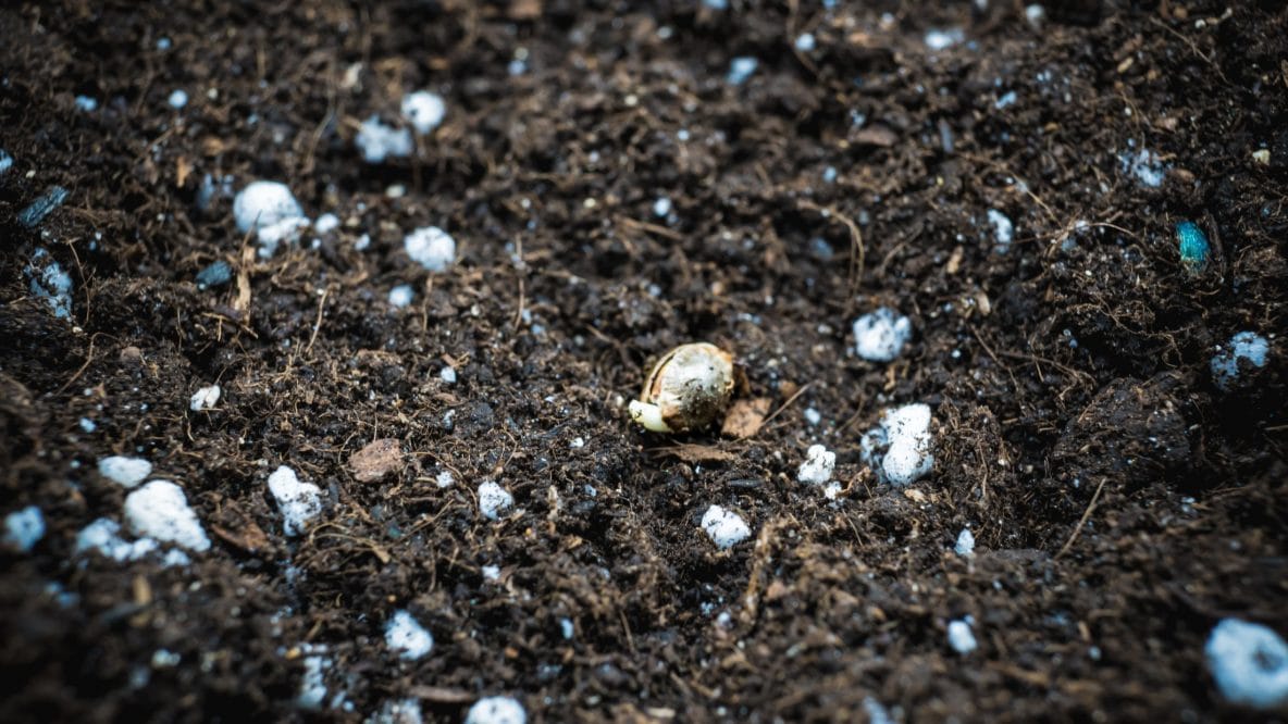 planting marijuana seed in the ground cannabis seeds lie on the ground cannabis growing indoor t20 98Nlp8 | Best Bud Seeds