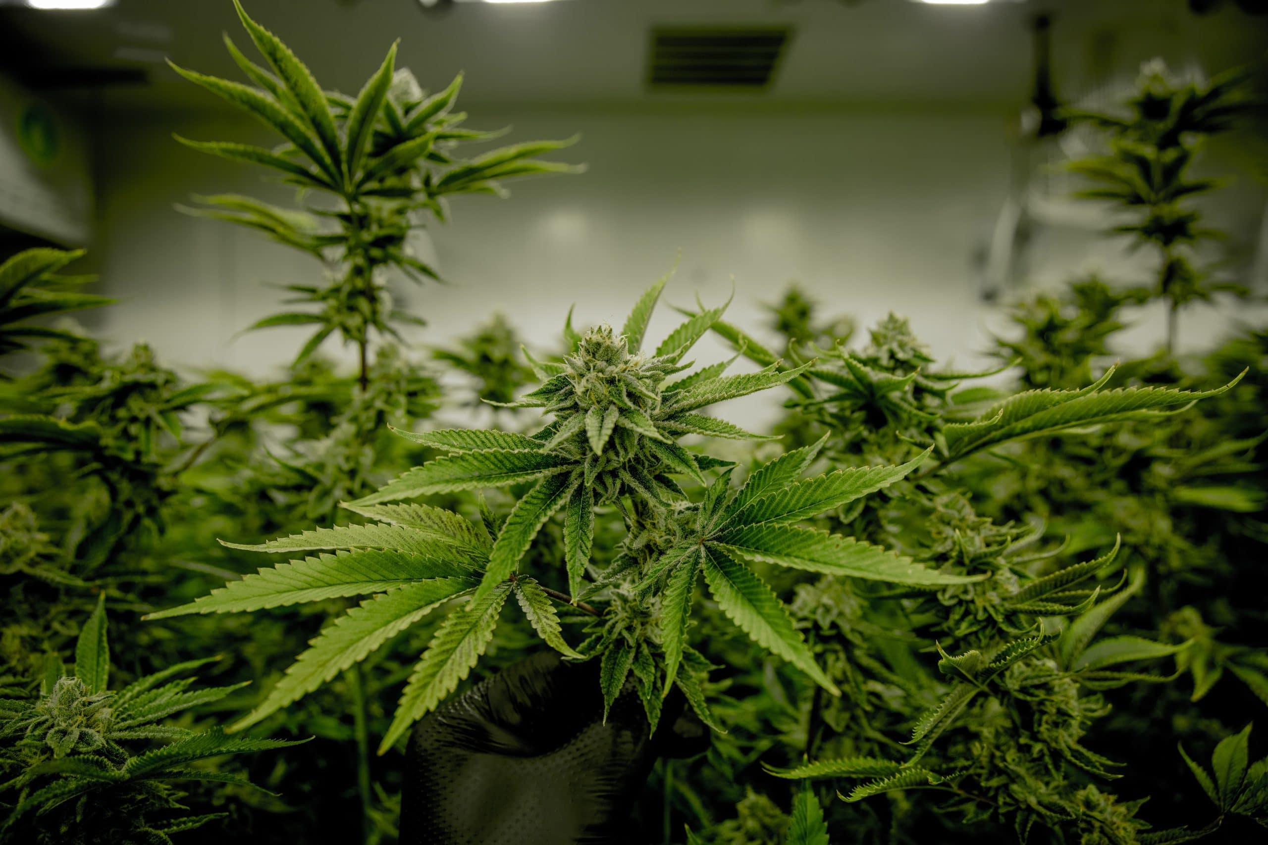 Featured image for “Finding and Selecting a Grow Environment  – Planning Your First Indoor Cannabis Grow Series”