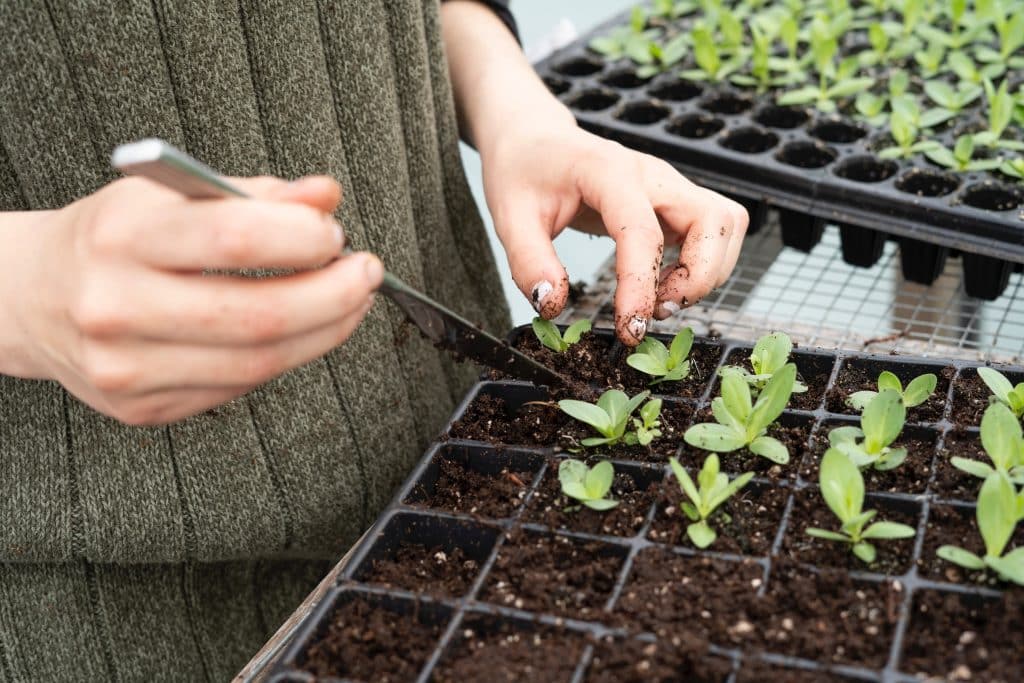 5 Steps for Transplanting Marijuana Plants Best Bud Seeds Online Seed Bank Colorado